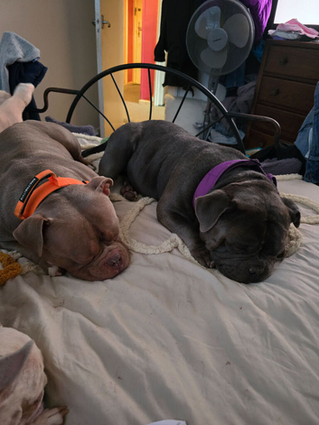 PLEASE READ THE WHOLE ADD MINI POCKET BULLY