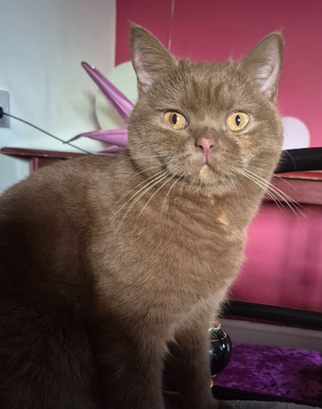 Lovely girl is looking for a good home.
