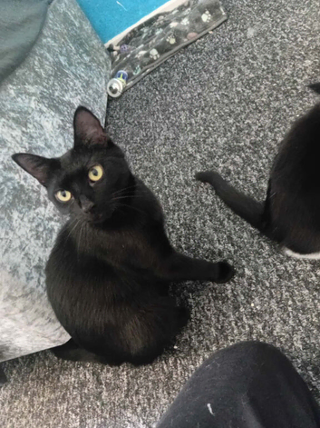 Cats