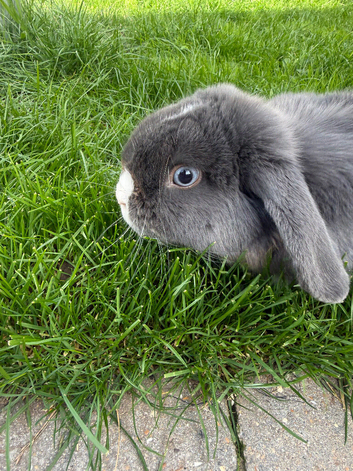 Mini lop bunny