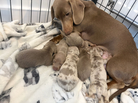 Minature dachshund