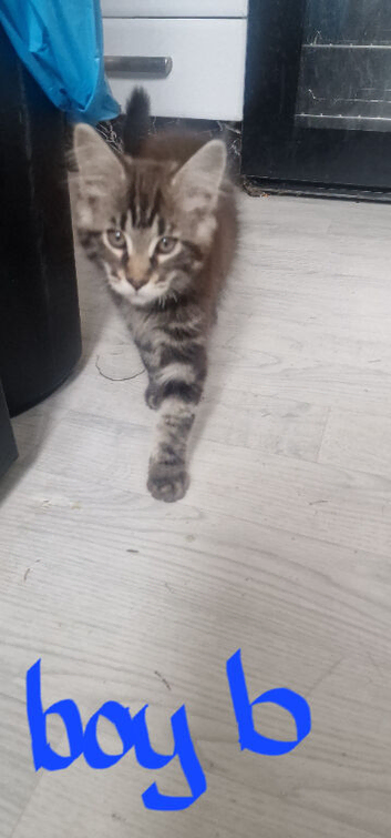 Maine Coon Kittens for sell
