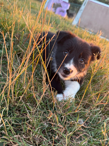 Border Collie Puppies &ndash; Ready for Their New Homes