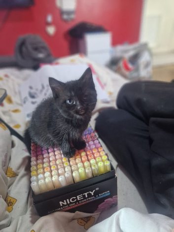 Female kitten