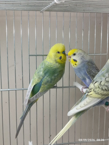 Budgies in London