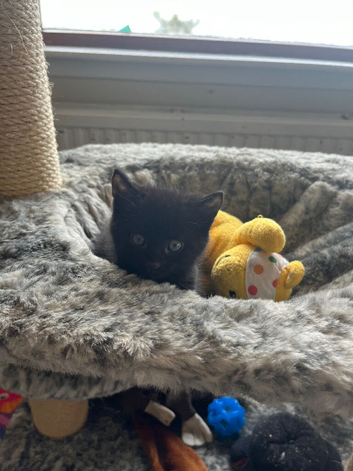Stunning Russian blue cross and black kittens