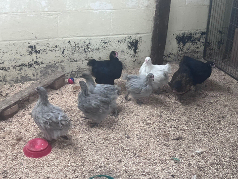 Orpington Chicks available