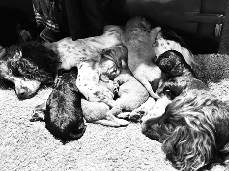 Beautiful working Cocker Spaniel puppies
