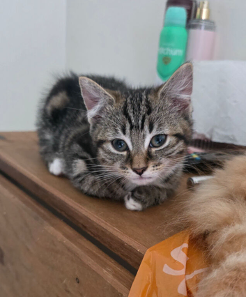 READY TO GO!! 12 week Tabby Girl