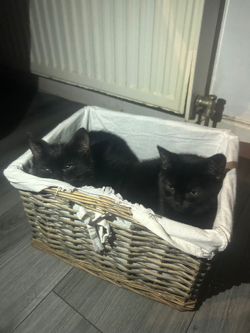 10 weeks old kittens