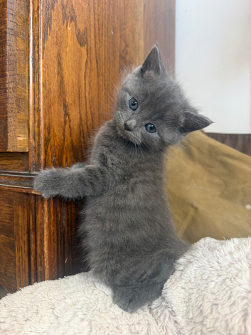 Two Beautiful Boy Kittens For Sale