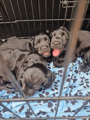8 week old cocker spaniels puppies