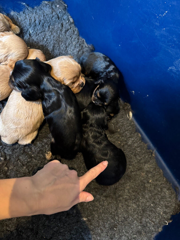 Blenheim Ruby and Black and Tans ready end Aug