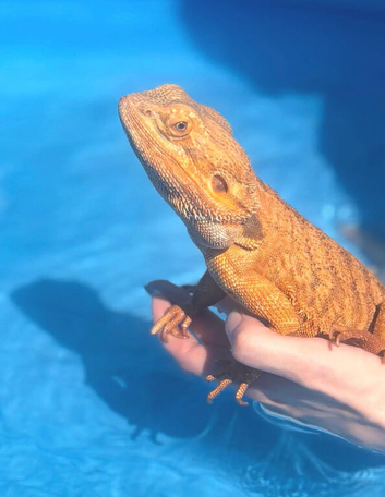 Bearded dragon