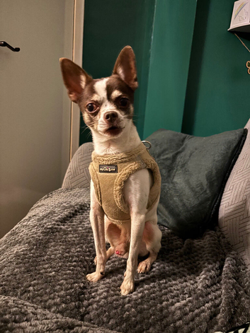 Male chihuahua