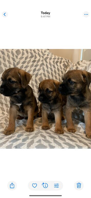 Stunning border terrier Puppies