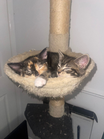 4 female kittens