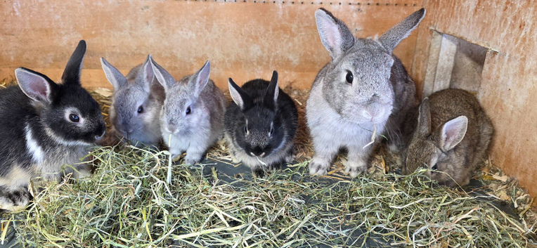Baby Dwarf Rabbits