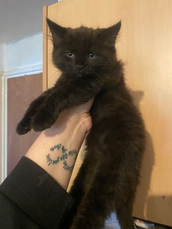 Boy kitten