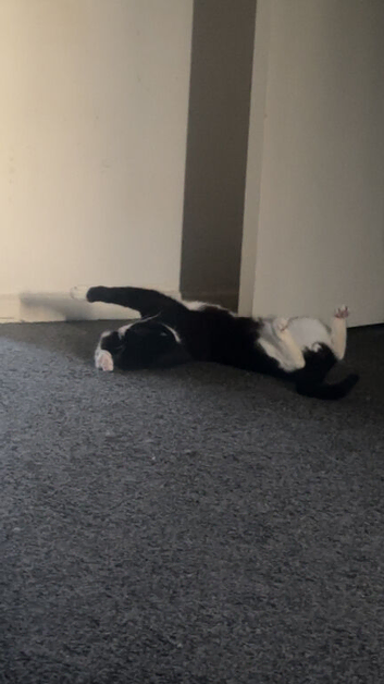 2 cats