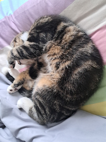 Gorgeous tabby male kitten
