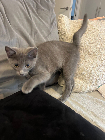 Grey beautiful boy with green eyes
