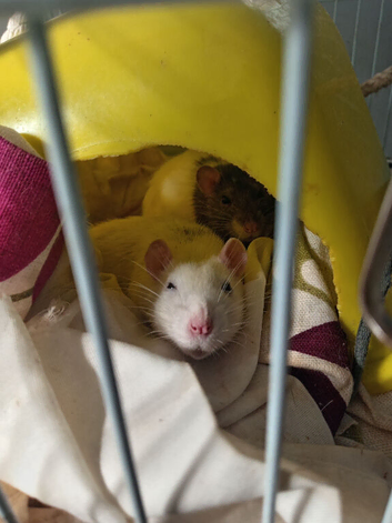 3 female and 1 male