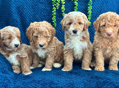 Pure Australian labradoodle puppy&rsquo;s ready now