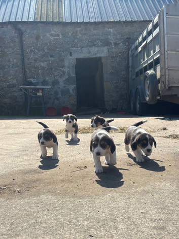 Border collie x beagle pups
