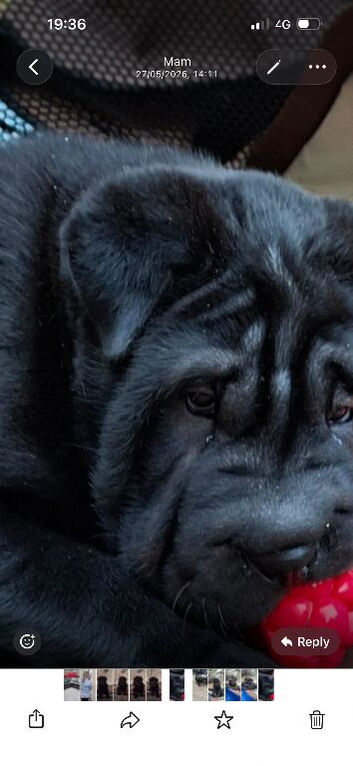 Beautiful last black sharpi puppy