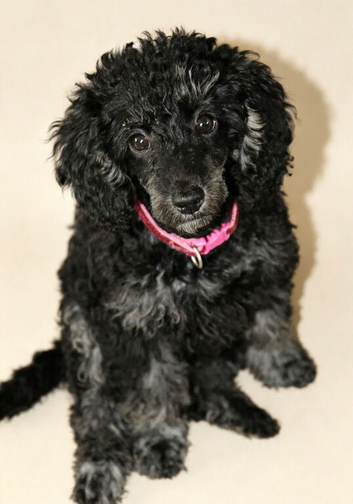 Beautiful black phantom girl