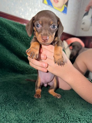 Dachshund puppies looking for their forever home