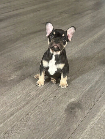 french bulldog ready for a loving home