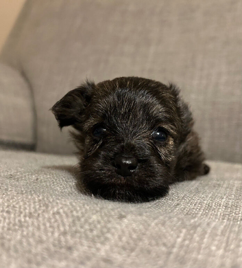 Beautiful Chi Poo for Sale