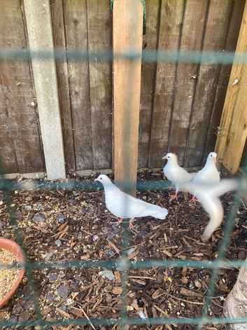 3 white baby doves &pound;10 each