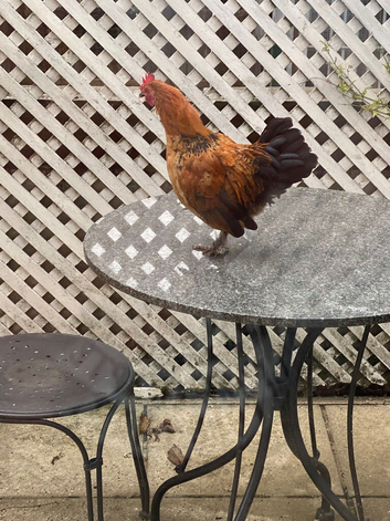 Bantam cockerel