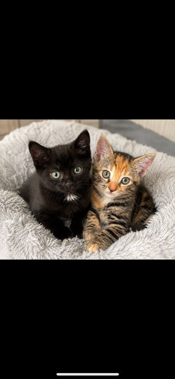 Two beautiful kittens ready for their forever homes