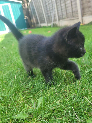 Beautiful kittens