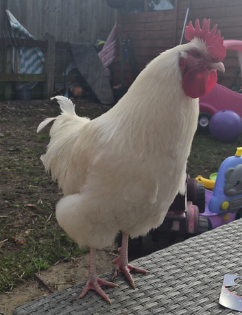 White buff orpington Cockerell