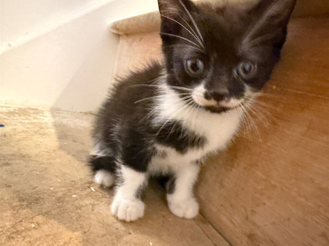 4 kittens for sale