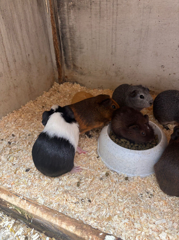 Baby guinea pigs