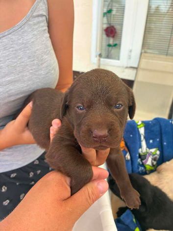 Labrador puppies