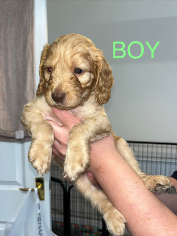 Cockapoo puppies
