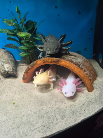 3 axolotls for sale