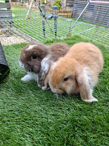 Mini lops babies