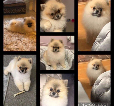 Pomeranian puppie KC