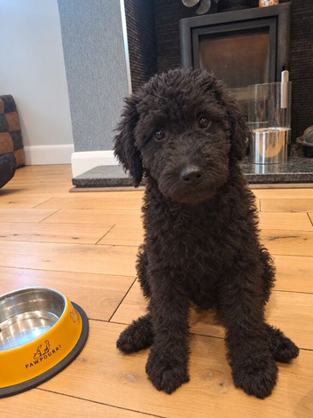Premium - Health Checked Labradoodle Girls available