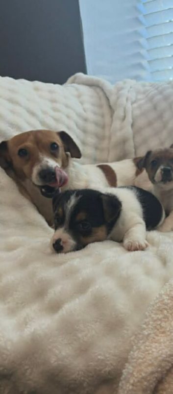 Traditional smooth coated jack Russell pups