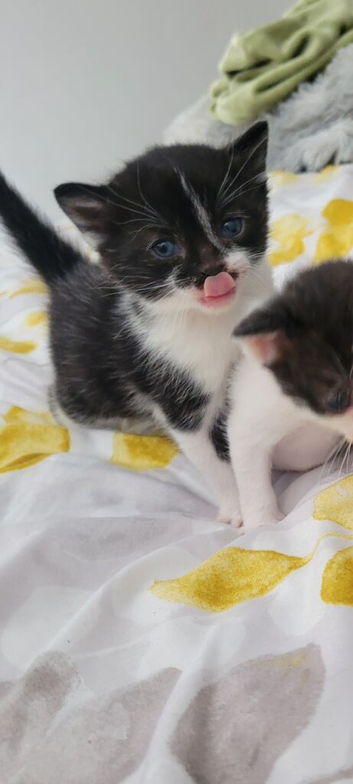 Britsh  kittens