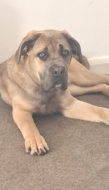 Cane Corso